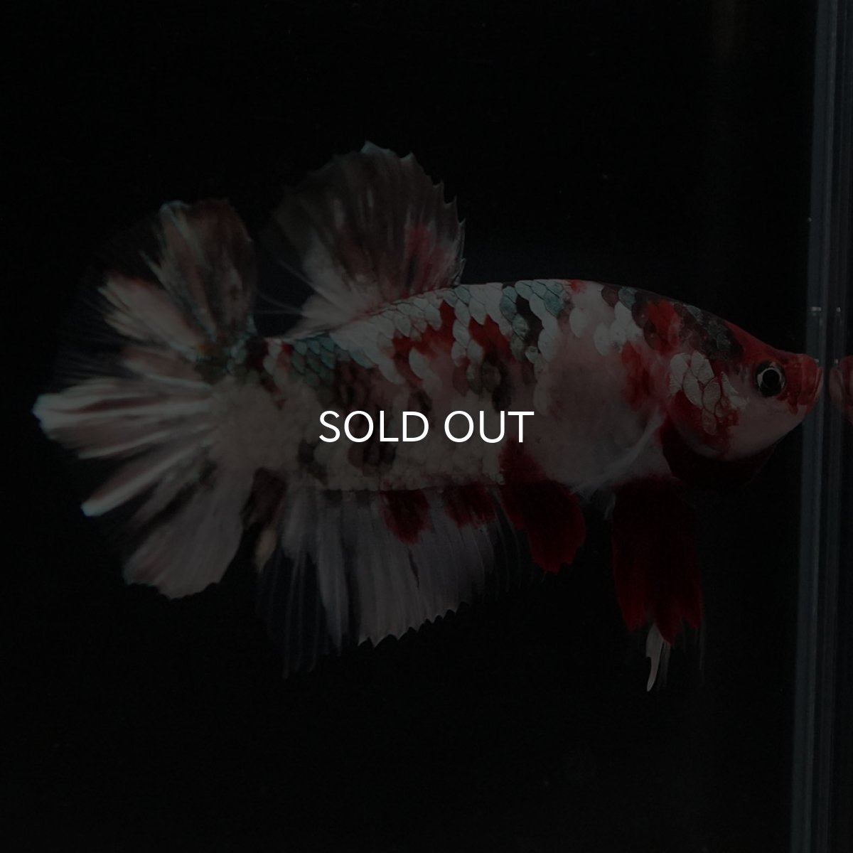 画像8: HMPK　鯉カッパーギャラクシー (8)