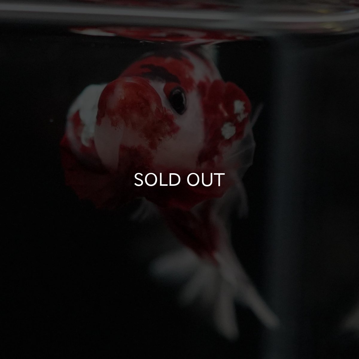 画像3: HMPK　鯉カッパーギャラクシー (3)