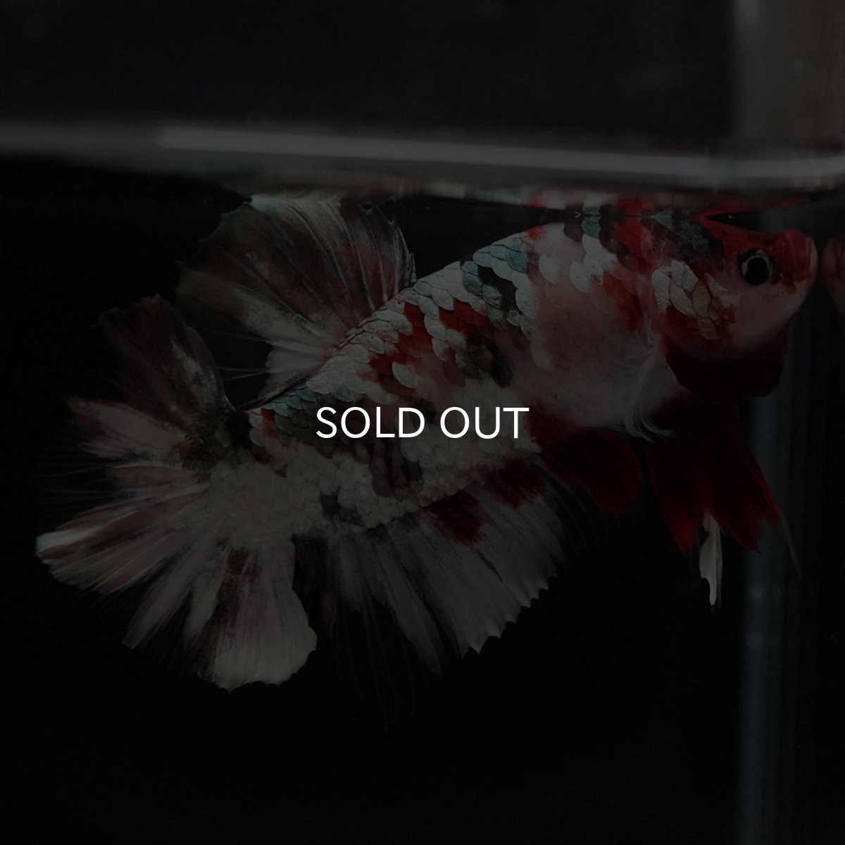 画像7: HMPK　鯉カッパーギャラクシー (7)