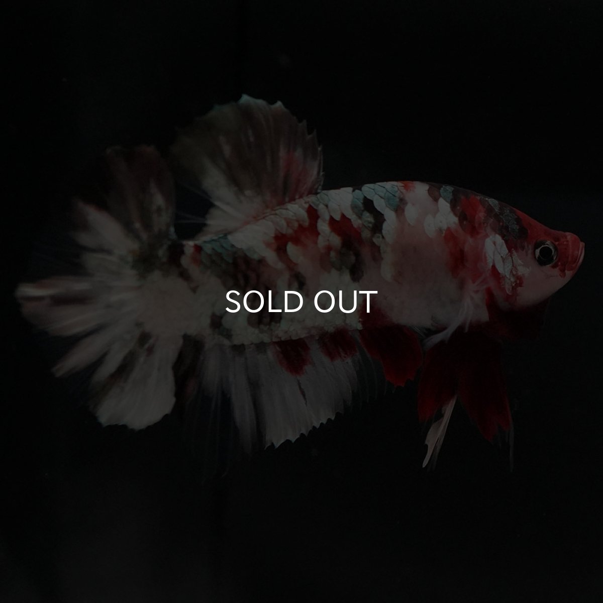 画像2: HMPK　鯉カッパーギャラクシー (2)