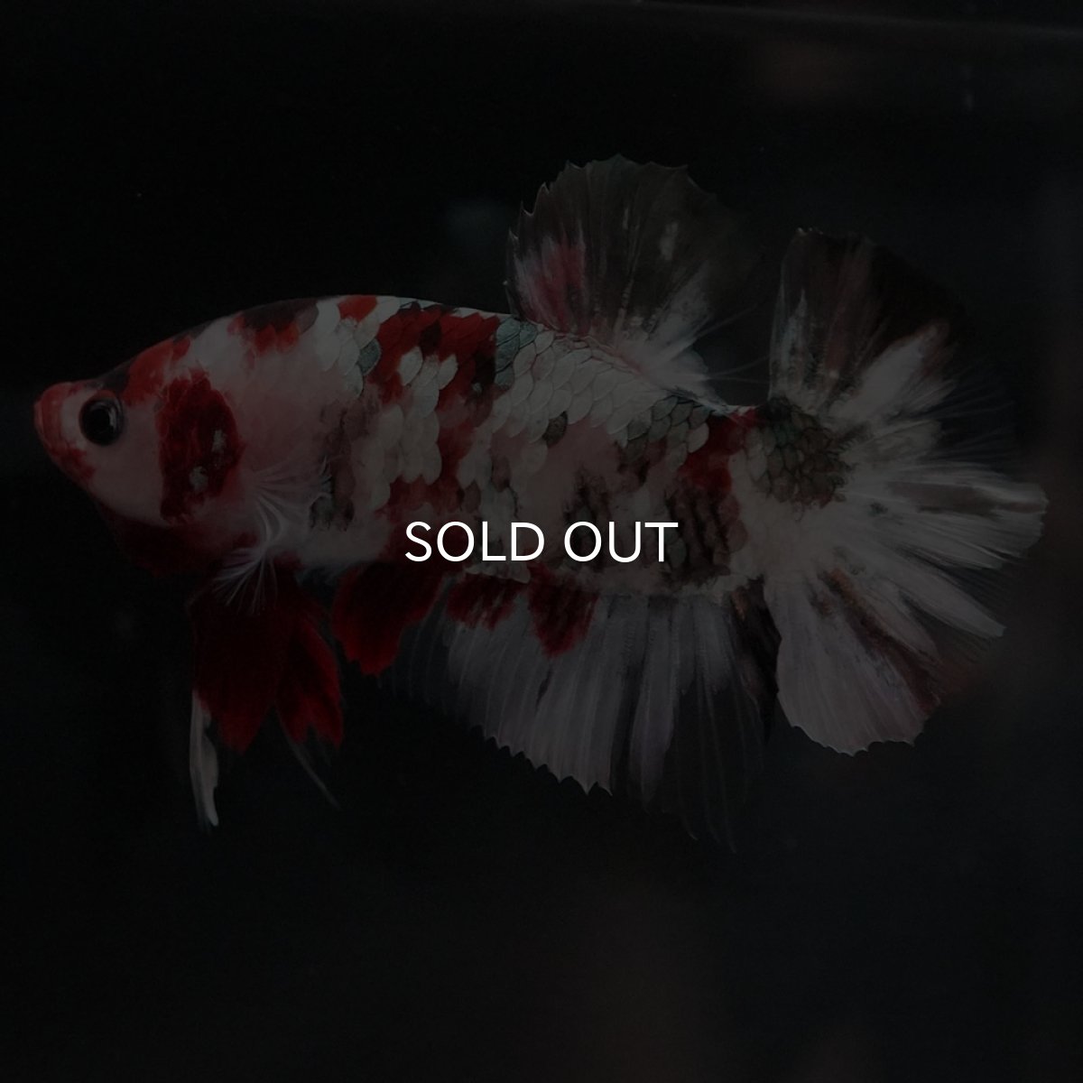 画像4: HMPK　鯉カッパーギャラクシー (4)