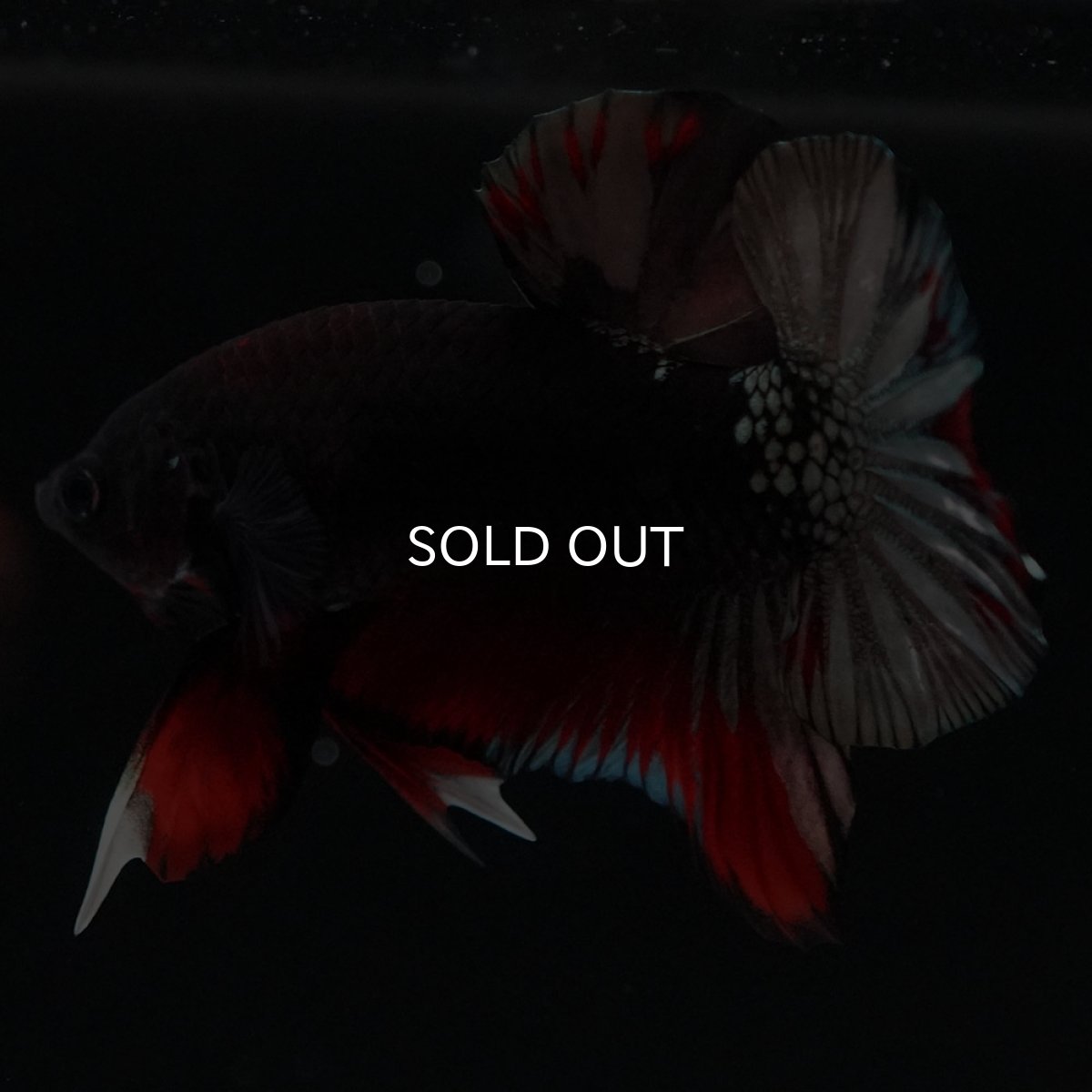 画像5: HMPK　ブラックカッパースター (5)