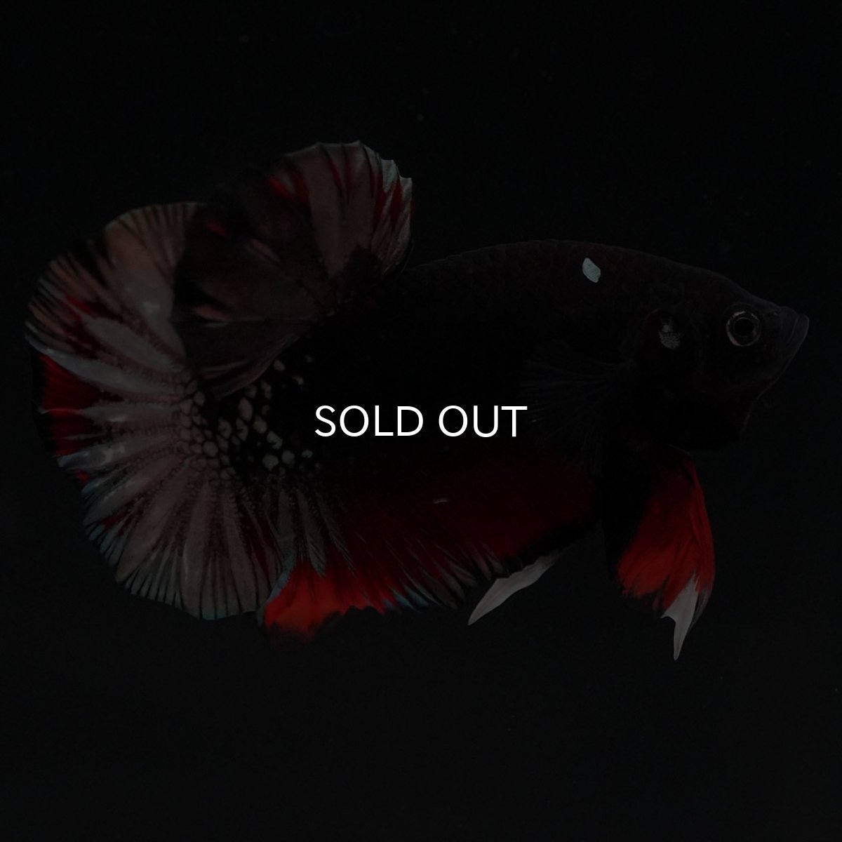 画像4: HMPK　ブラックカッパースター (4)