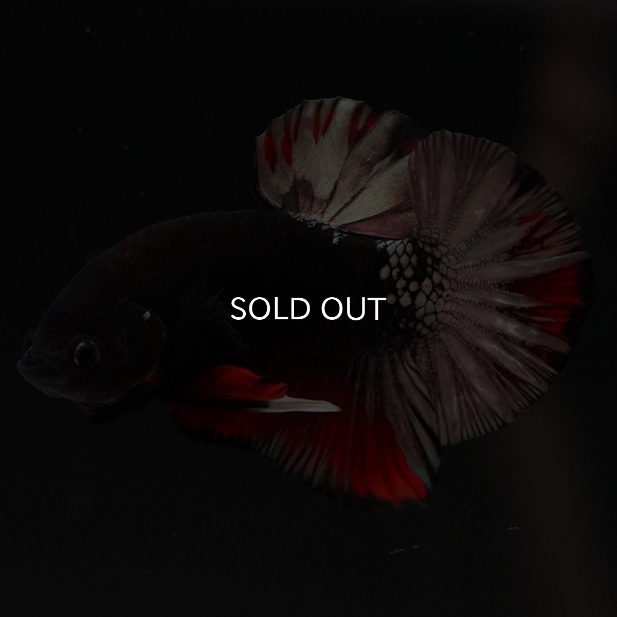 画像3: HMPK　ブラックカッパースター (3)