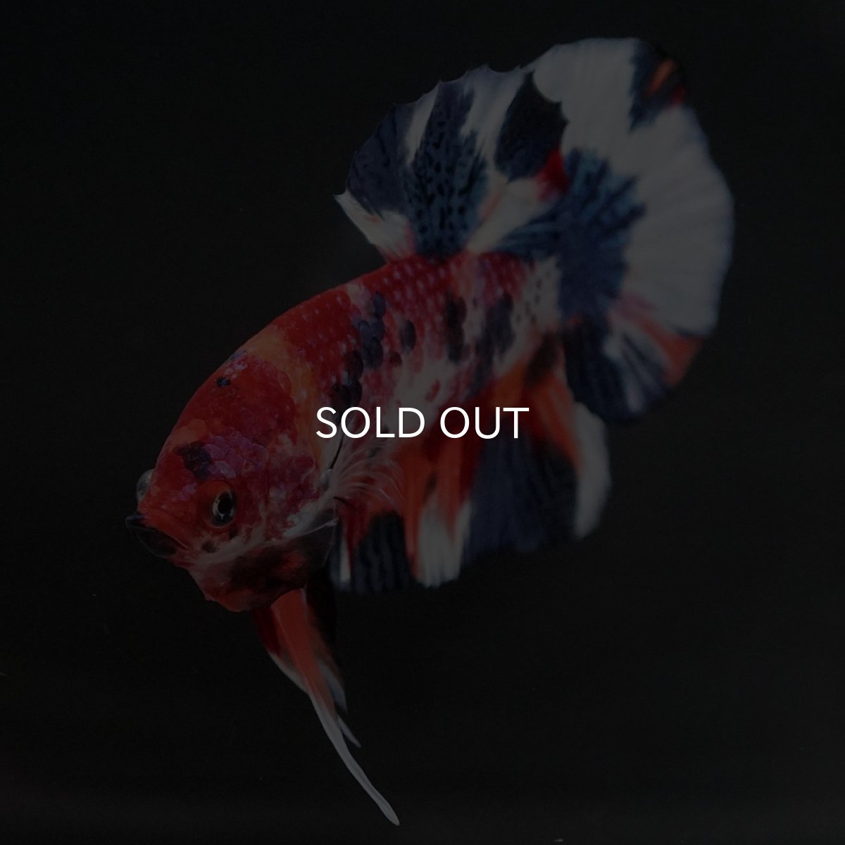 画像3: HMPK　キャンディ (3)