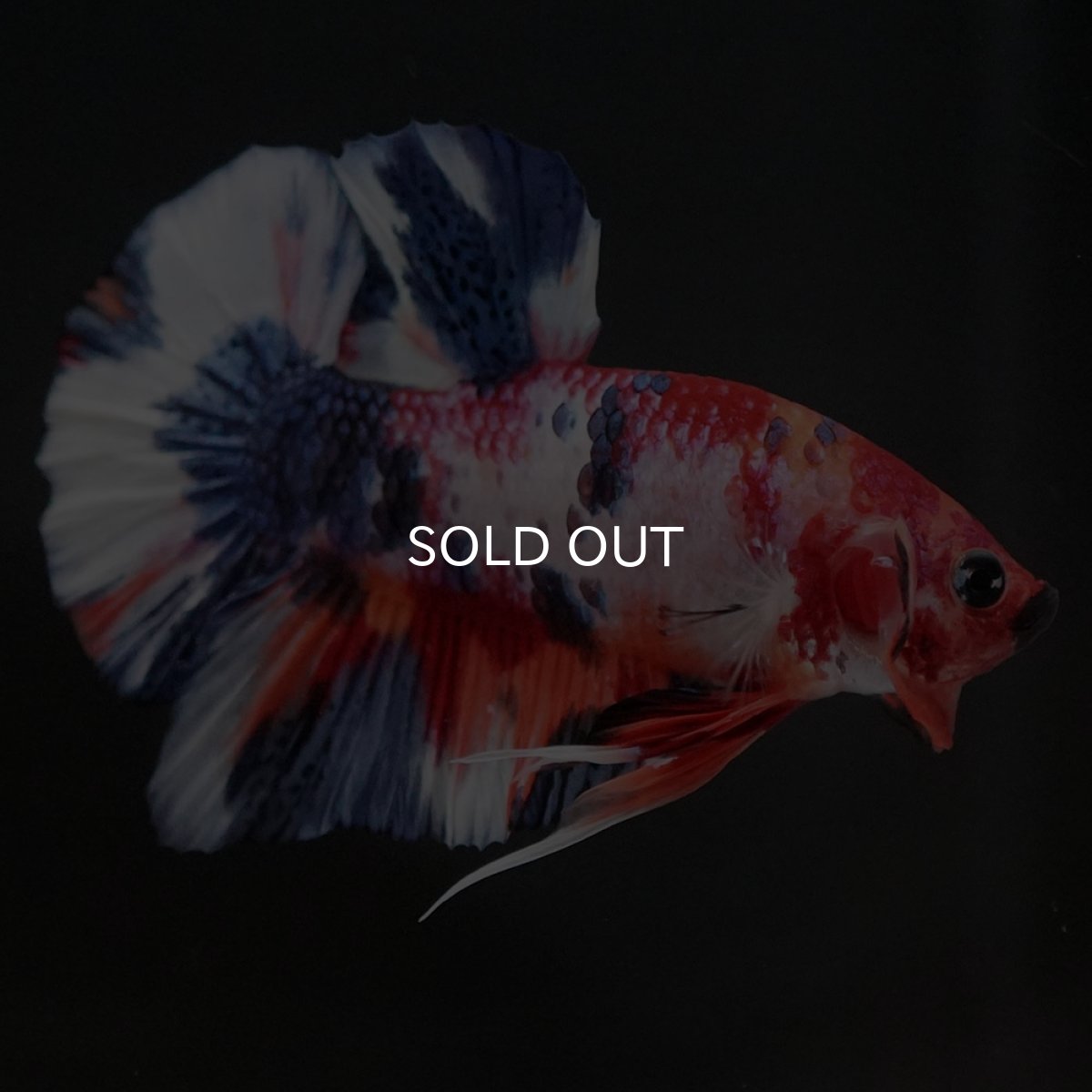 画像7: HMPK　キャンディ (7)