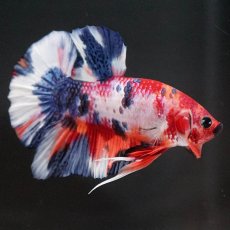 画像7: HMPK　キャンディ (7)
