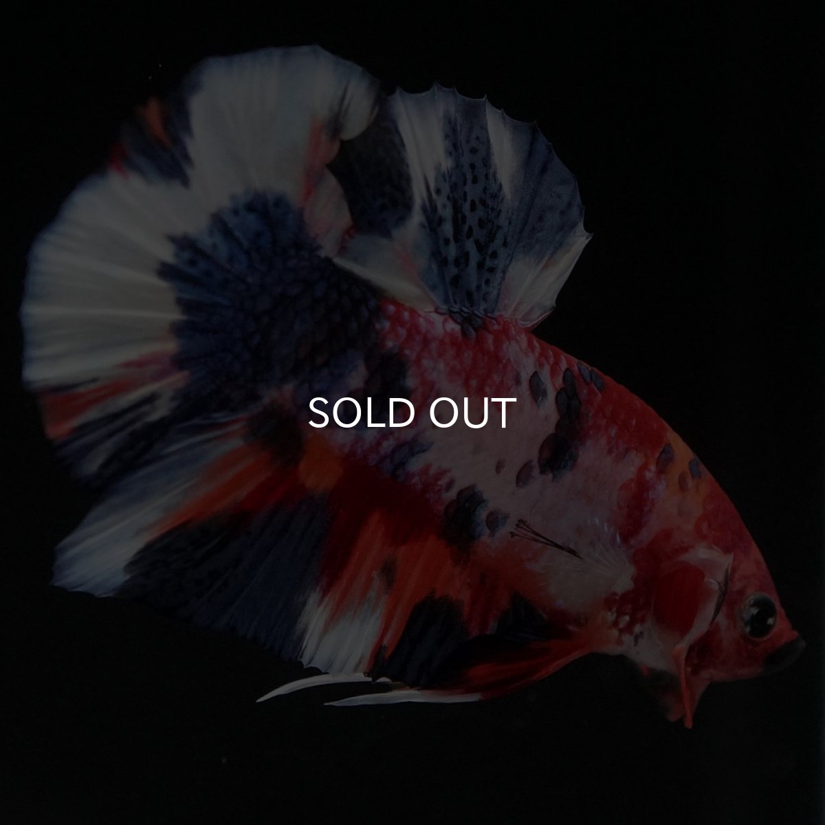 画像5: HMPK　キャンディ (5)