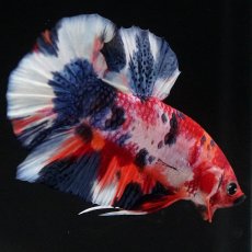 画像5: HMPK　キャンディ (5)