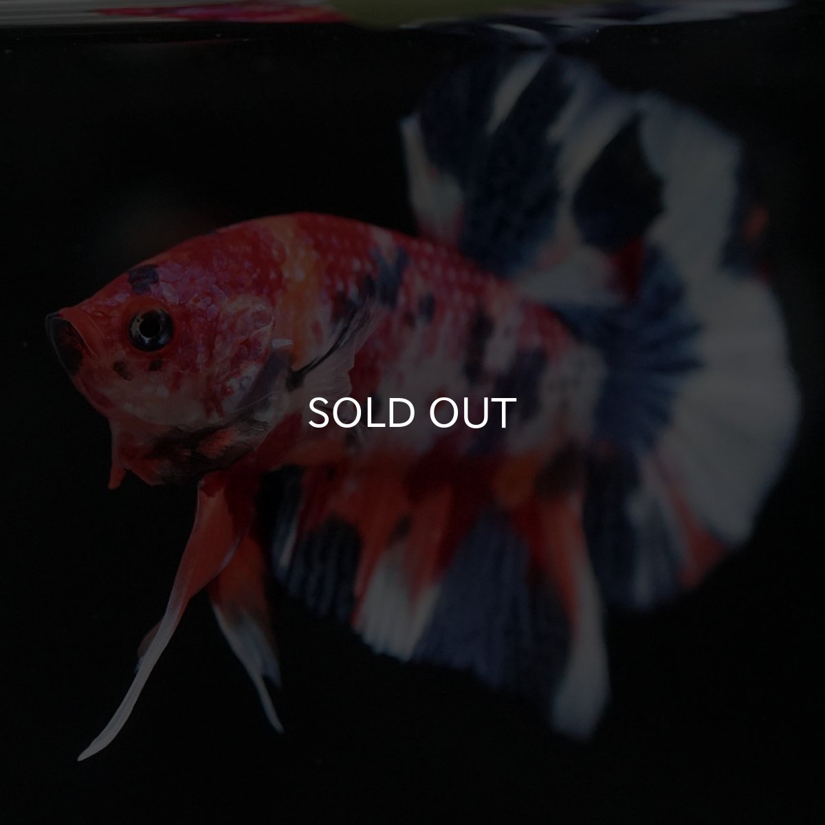 画像8: HMPK　キャンディ (8)