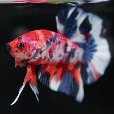 画像8: HMPK　キャンディ (8)