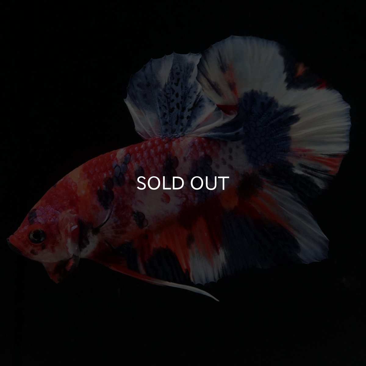 画像4: HMPK　キャンディ (4)