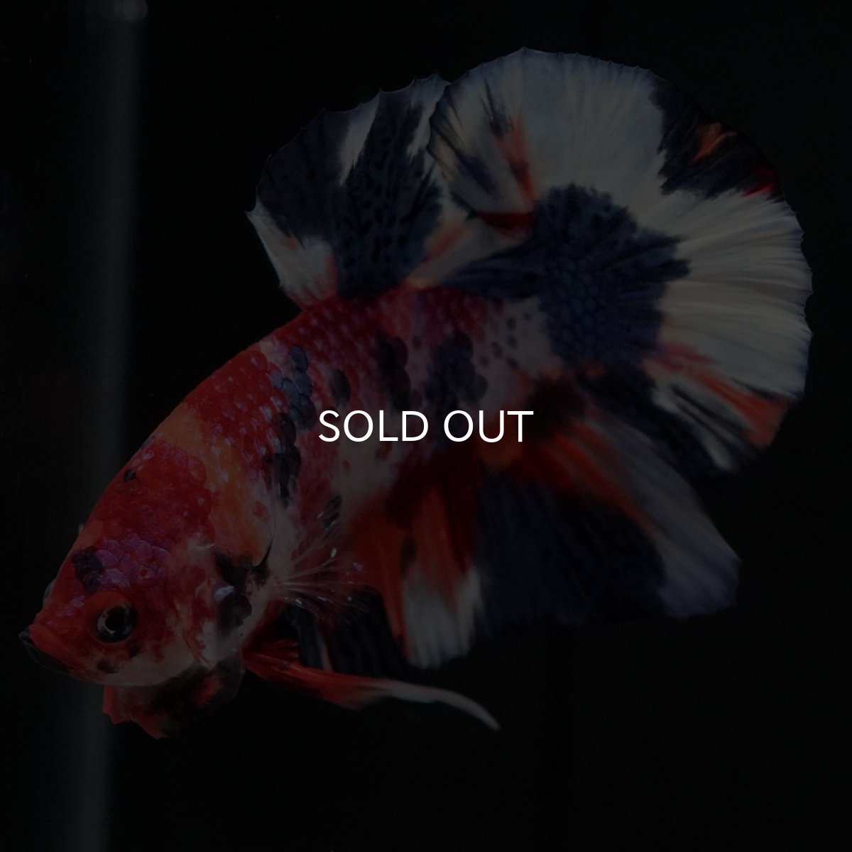 画像6: HMPK　キャンディ (6)