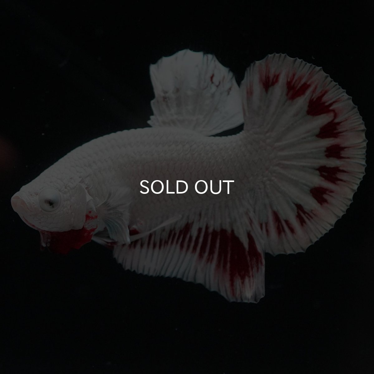 画像6: HMPK　プラチナレッドドラゴン スノー (6)