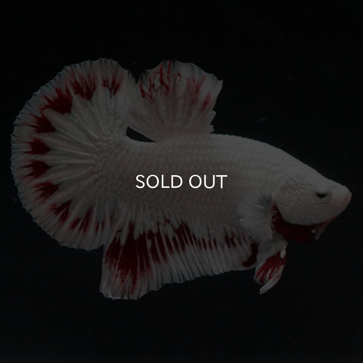 画像3: HMPK　プラチナレッドドラゴン スノー (3)