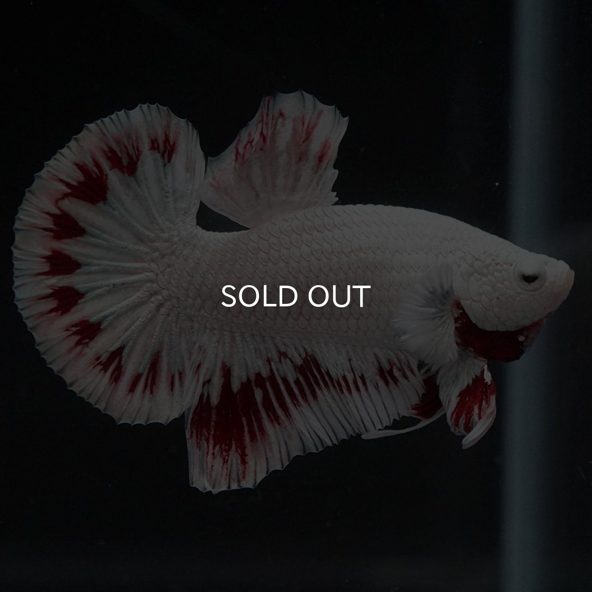 画像5: HMPK　プラチナレッドドラゴン スノー (5)