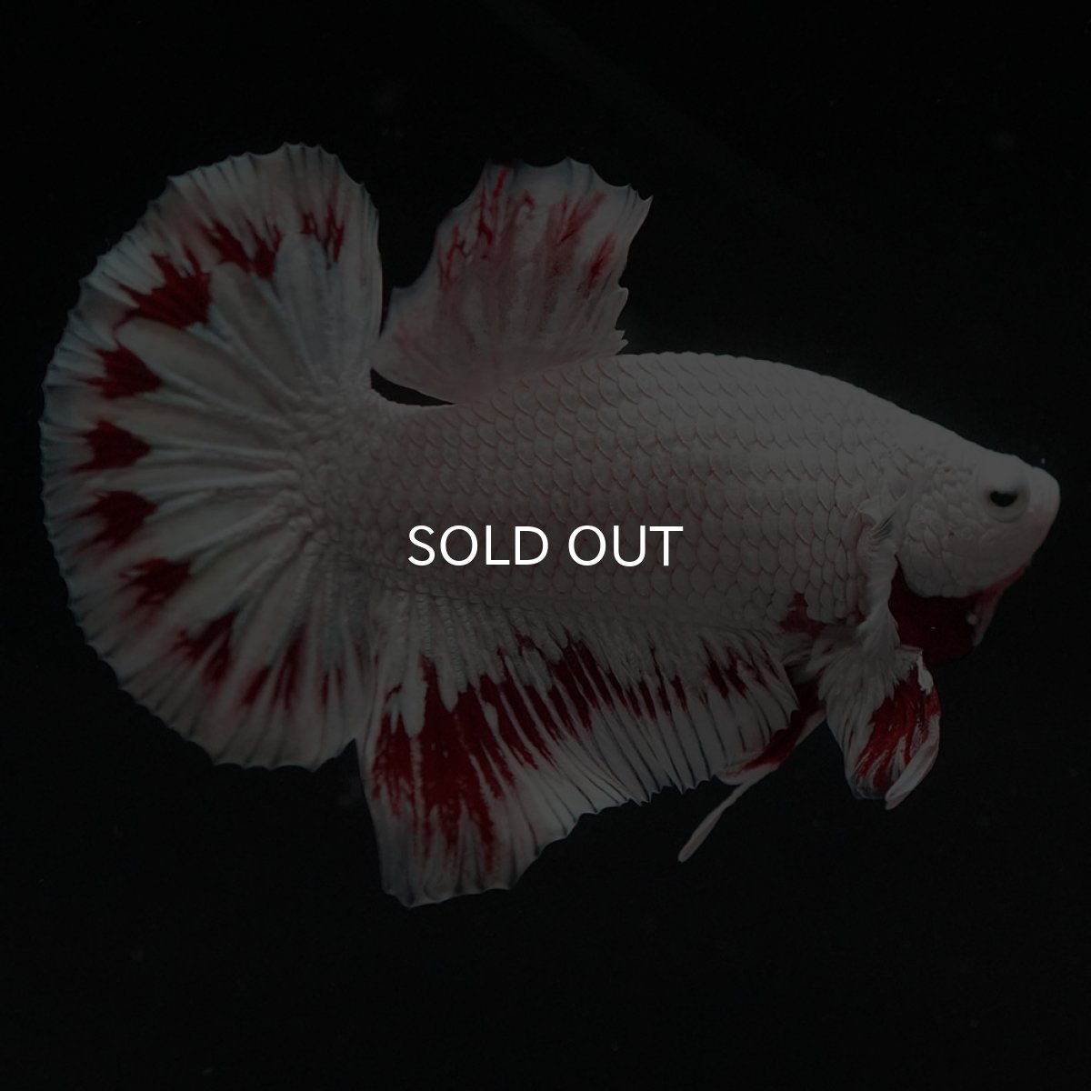 画像10: HMPK　プラチナレッドドラゴン スノー (10)