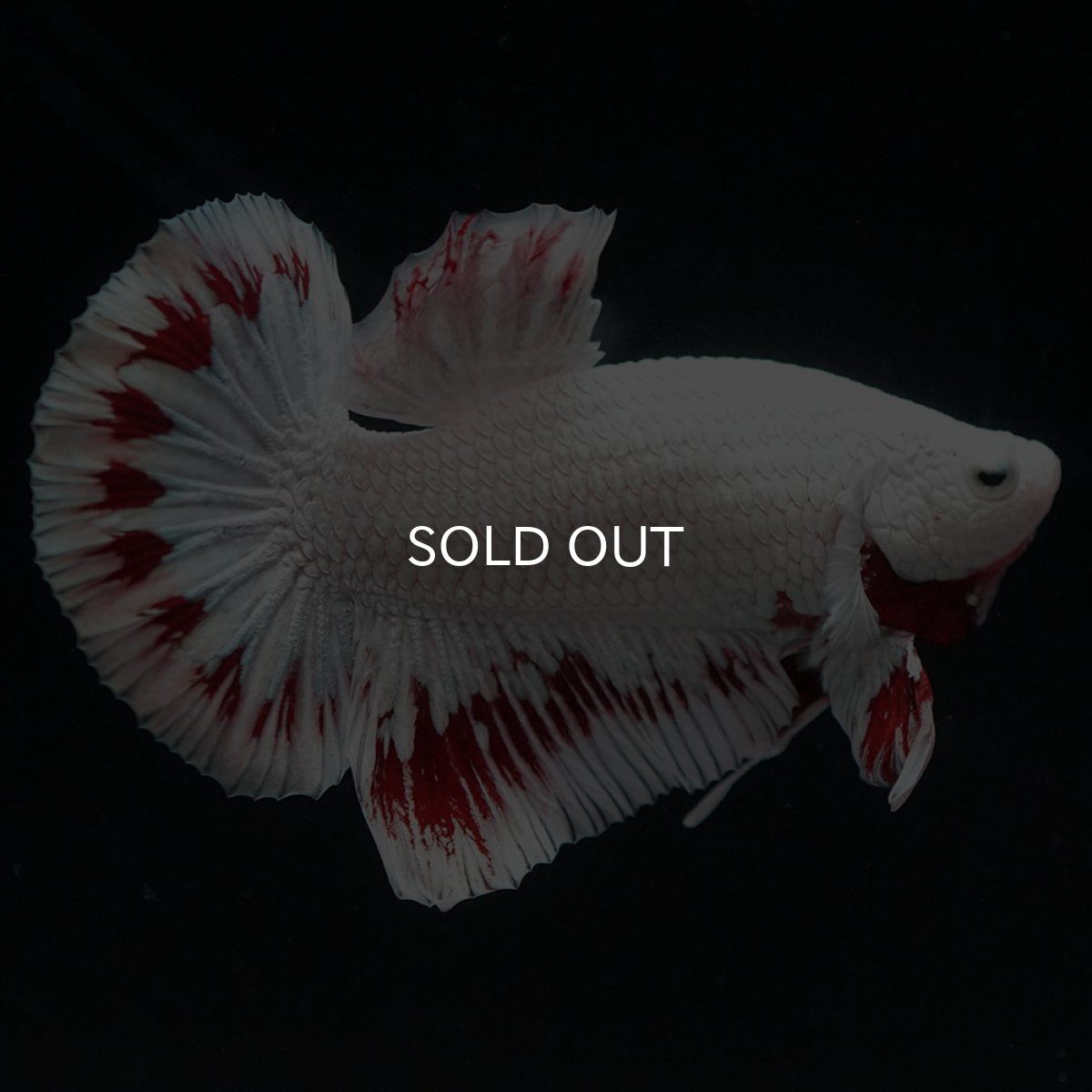 画像7: HMPK　プラチナレッドドラゴン スノー (7)