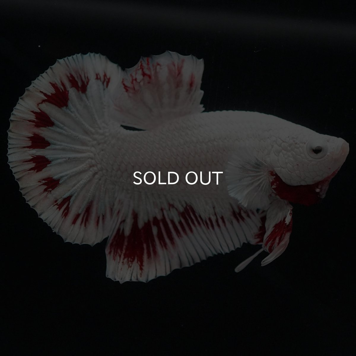 画像9: HMPK　プラチナレッドドラゴン スノー (9)