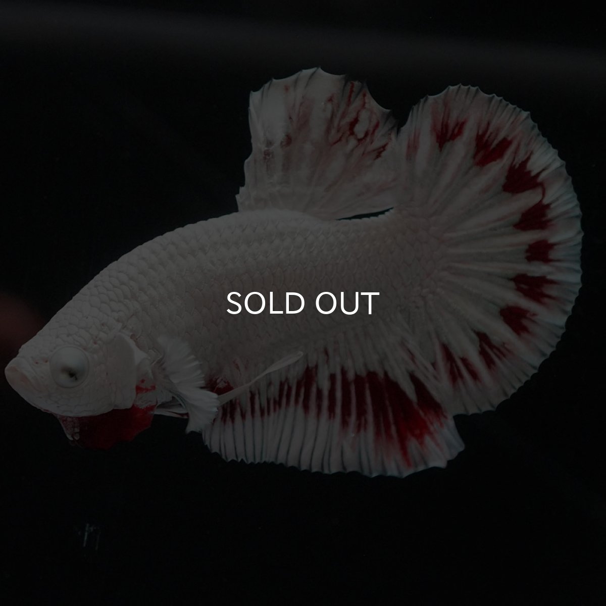 画像4: HMPK　プラチナレッドドラゴン スノー (4)