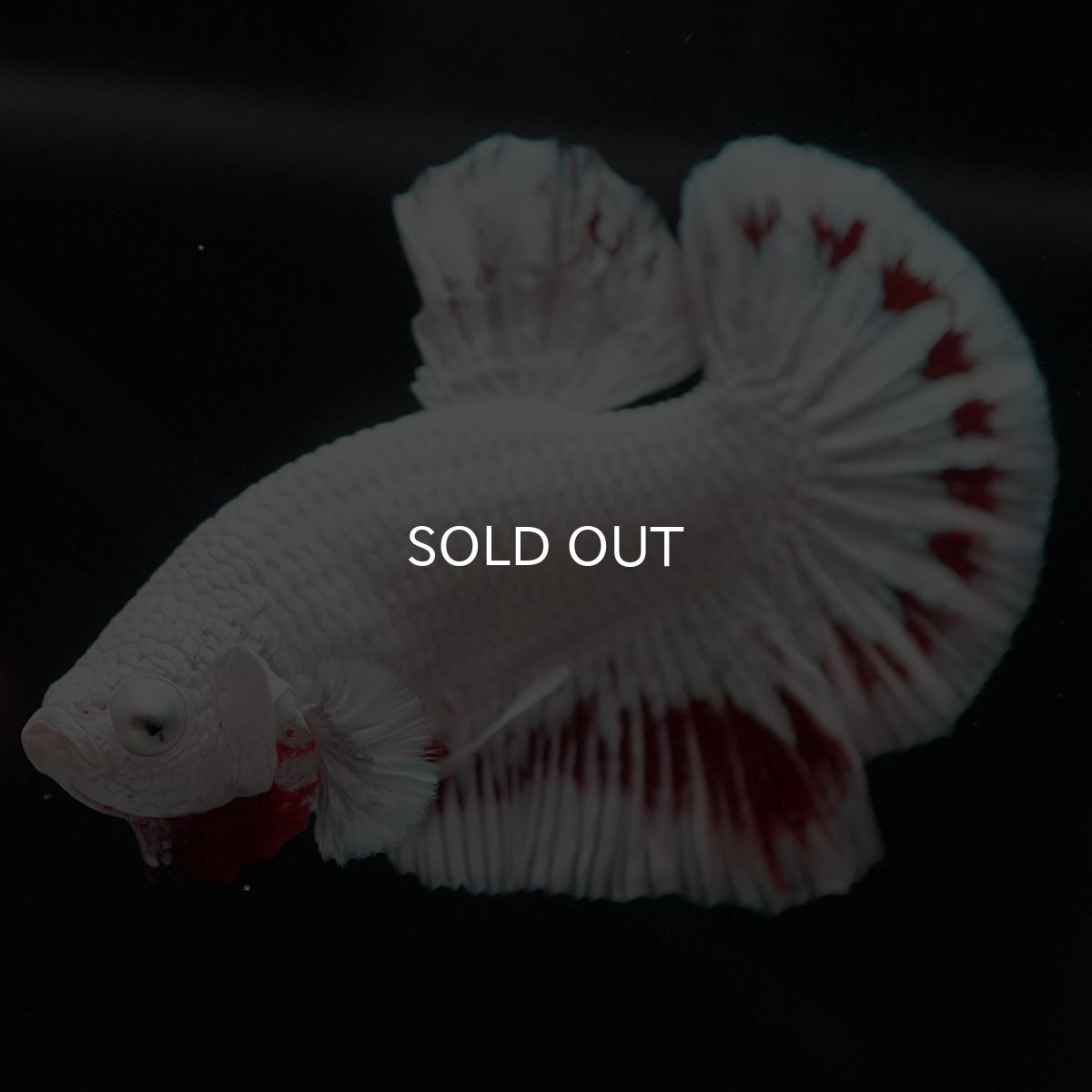 画像2: HMPK　プラチナレッドドラゴン スノー (2)