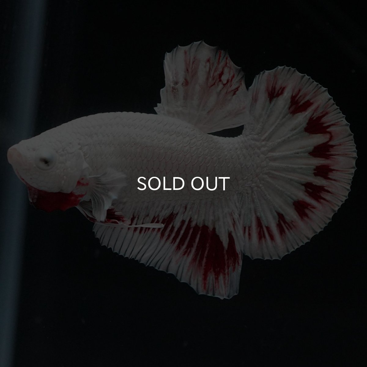 画像8: HMPK　プラチナレッドドラゴン スノー (8)