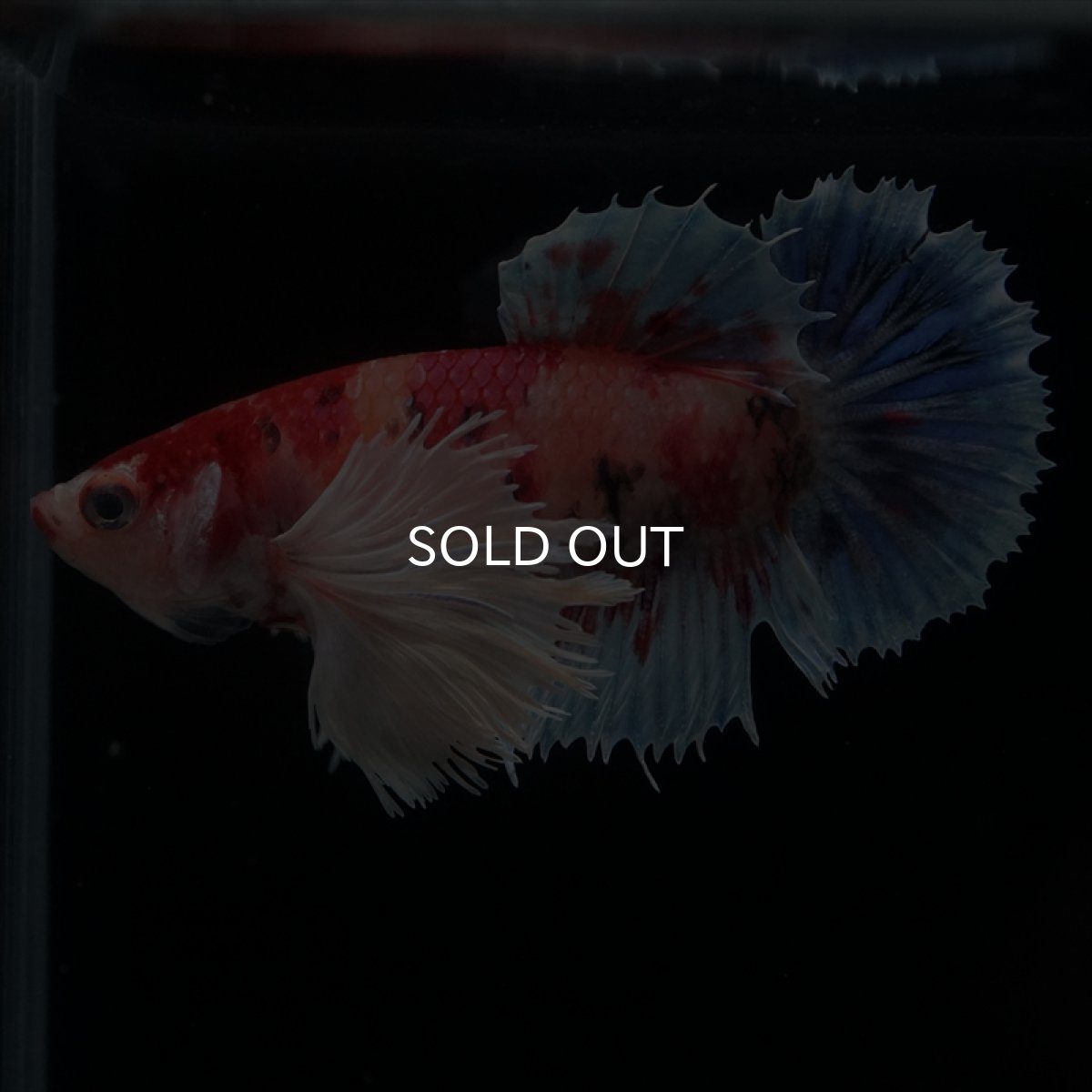 画像4: HMPK　ダンボキャンディ　メス (4)