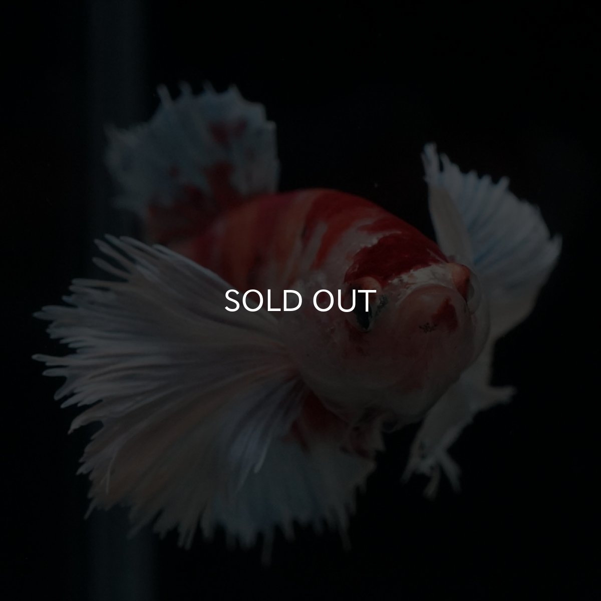 画像2: HMPK　ダンボキャンディ　メス (2)