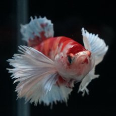 画像2: HMPK　ダンボキャンディ　メス (2)