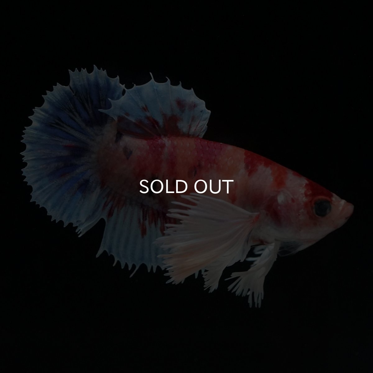 画像5: HMPK　ダンボキャンディ　メス (5)