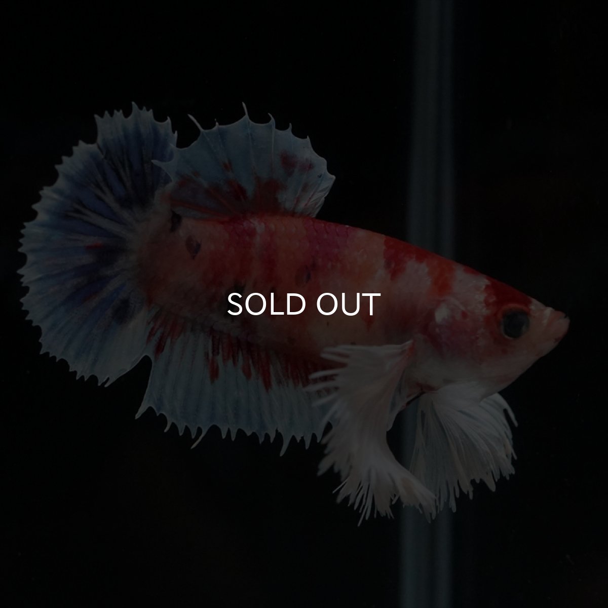 画像3: HMPK　ダンボキャンディ　メス (3)