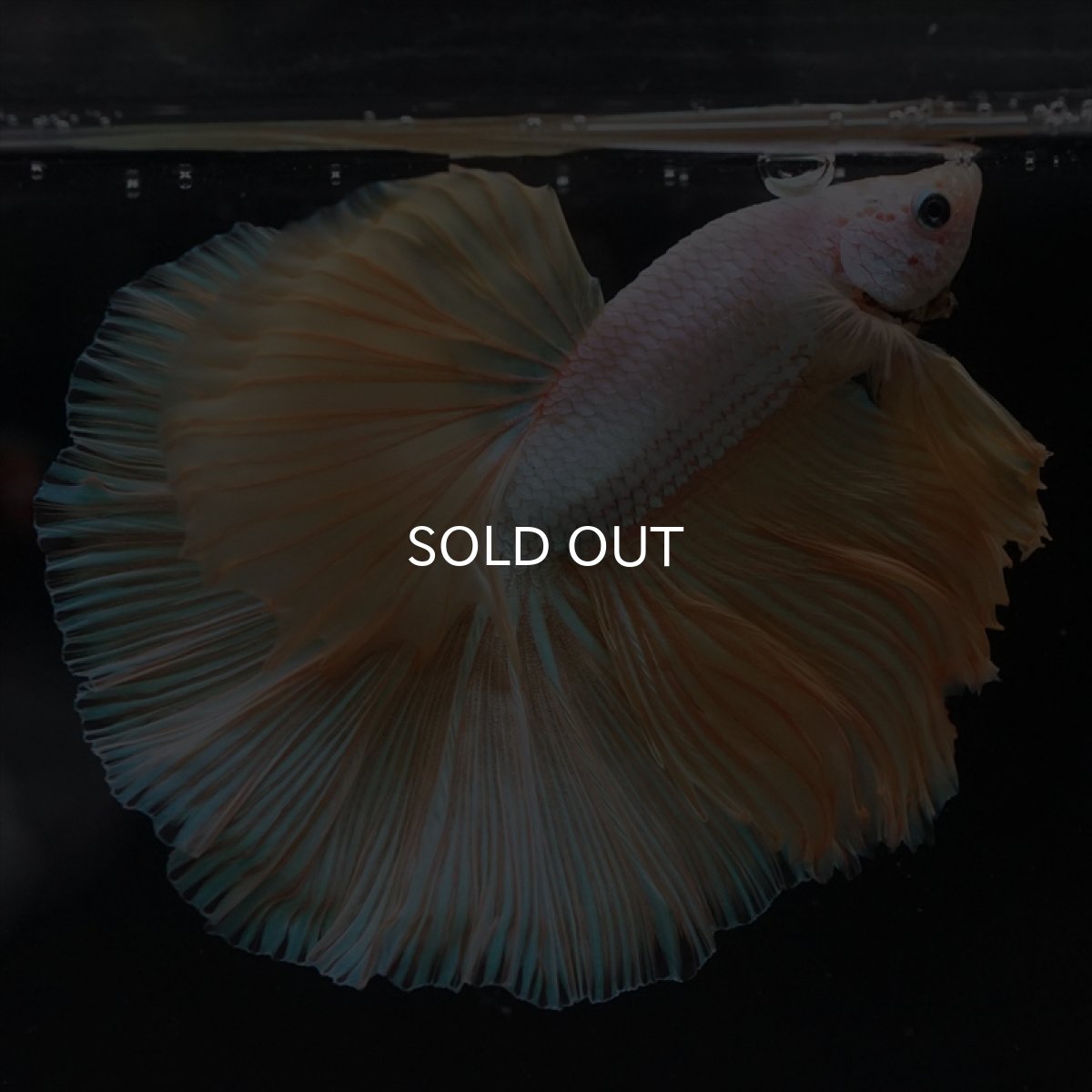 画像2: HM　イエローファンシー (2)