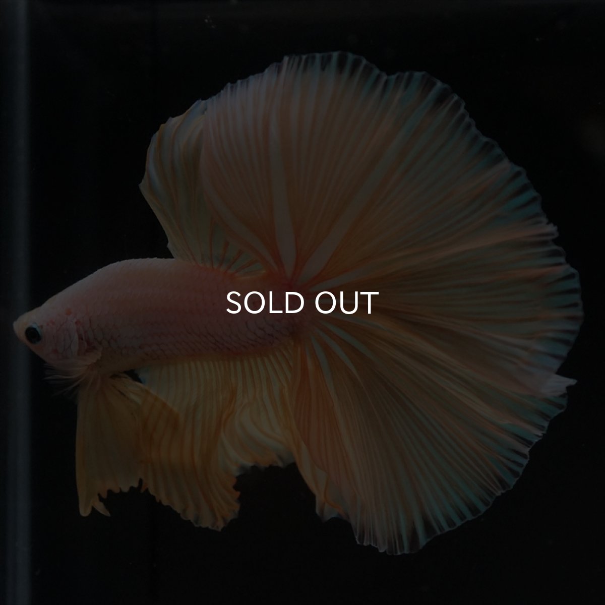 画像9: HM　イエローファンシー (9)