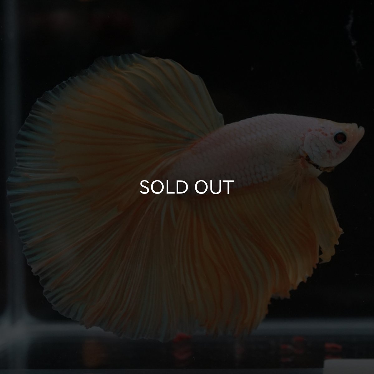 画像7: HM　イエローファンシー (7)