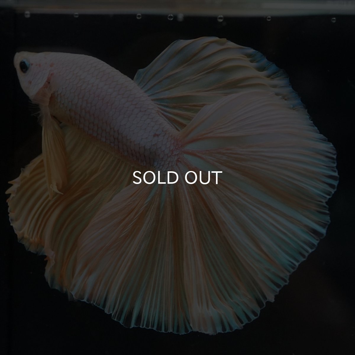 画像6: HM　イエローファンシー (6)