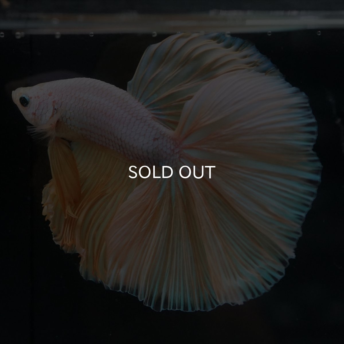 画像5: HM　イエローファンシー (5)