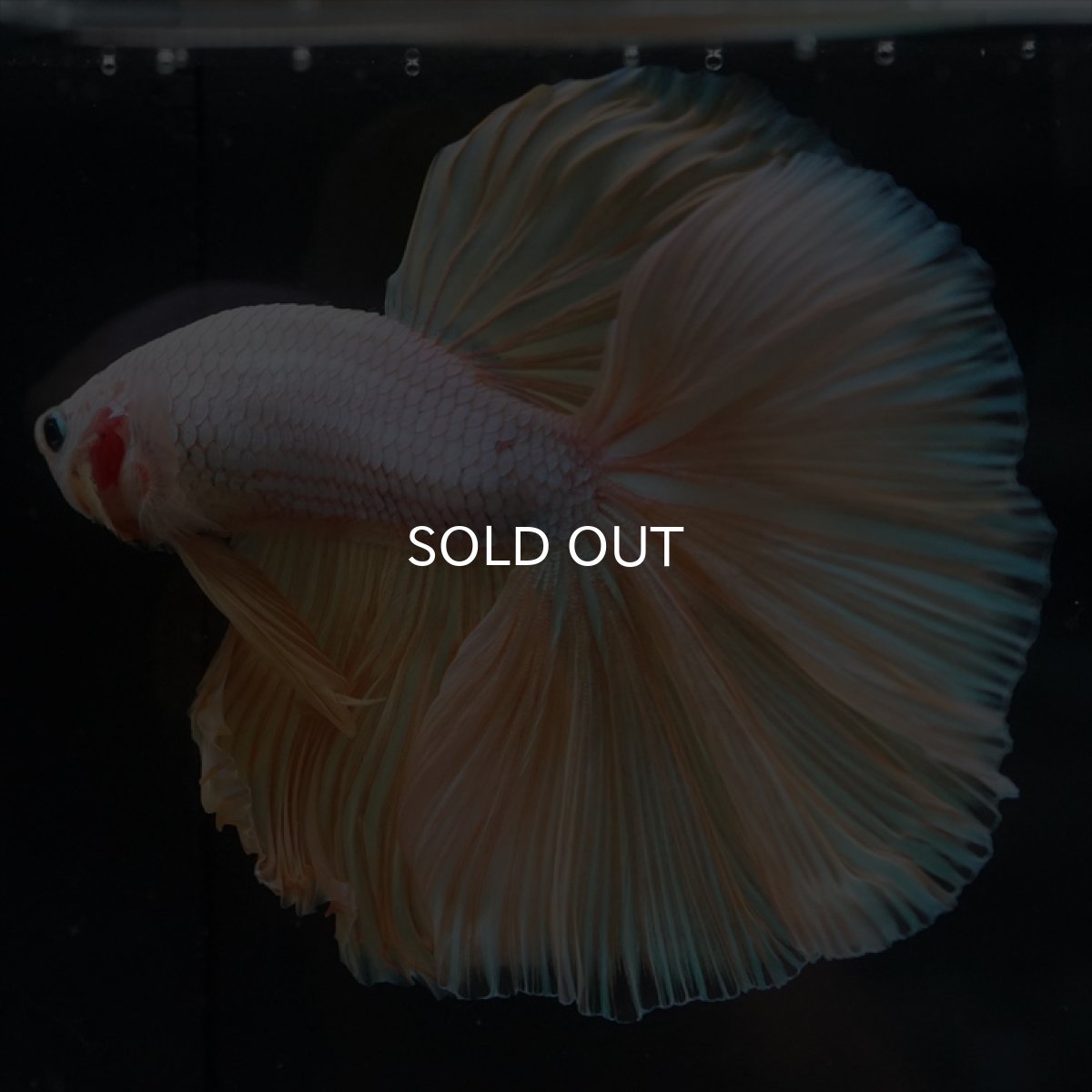 画像4: HM　イエローファンシー (4)