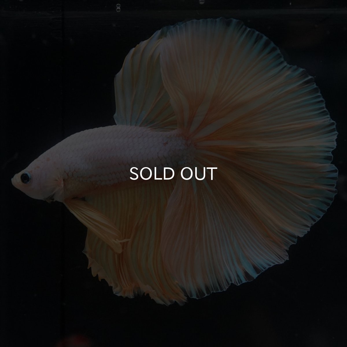 画像3: HM　イエローファンシー (3)