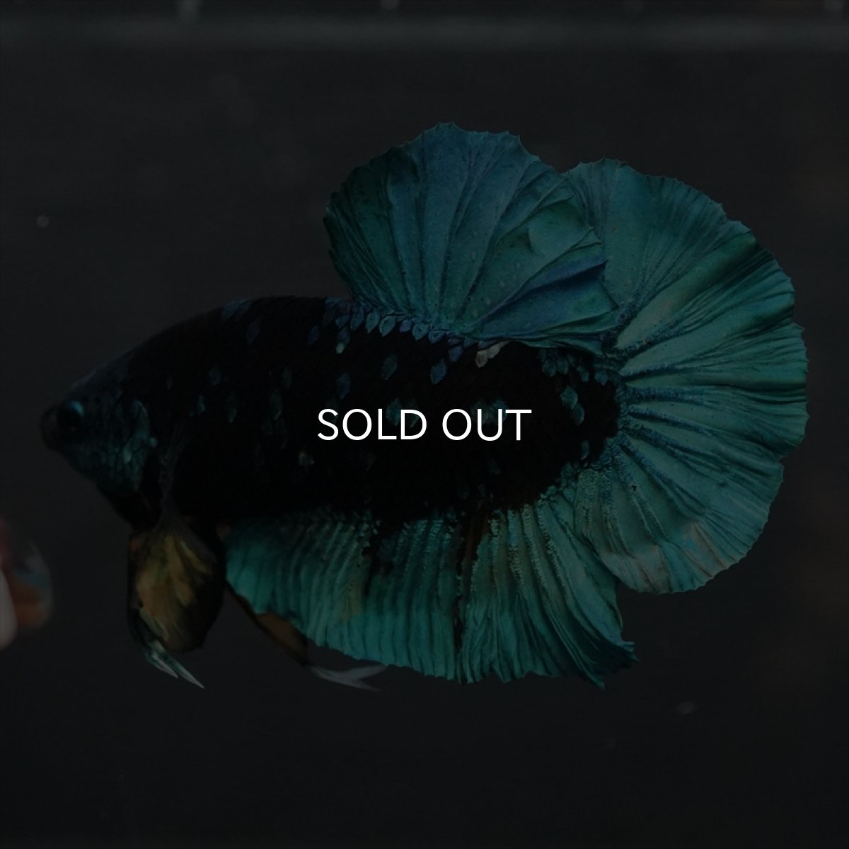 画像4: GHMPK　ブラックスター (4)