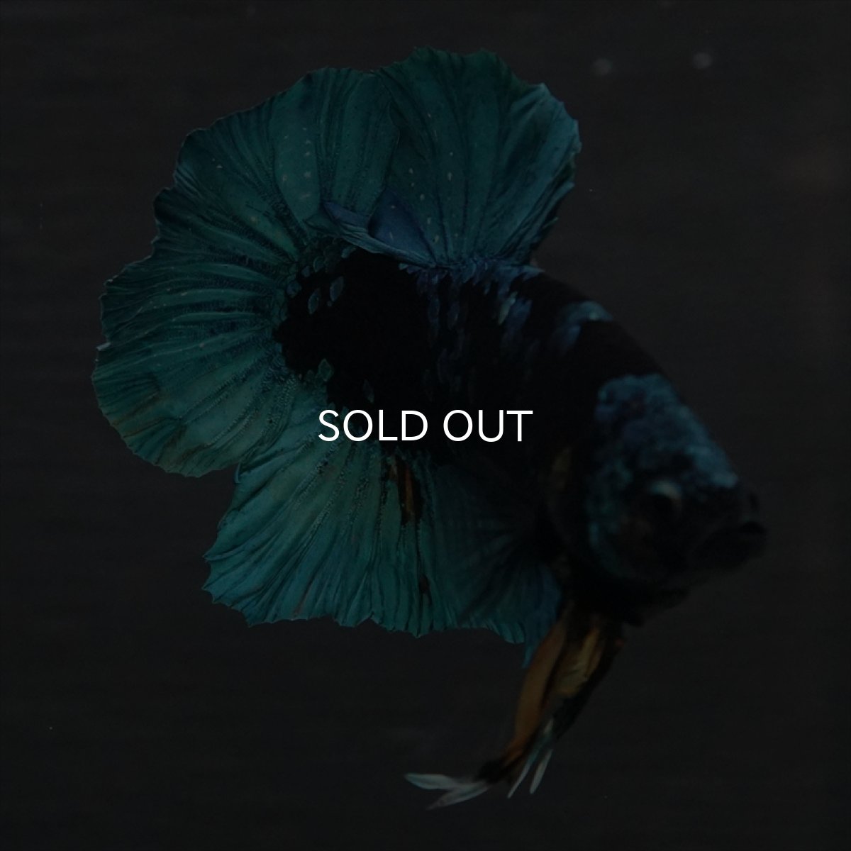 画像18: GHMPK　ブラックスター (18)