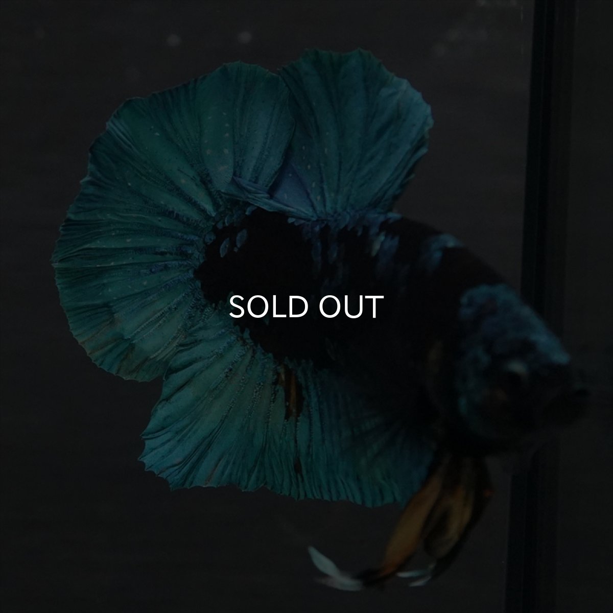 画像17: GHMPK　ブラックスター (17)