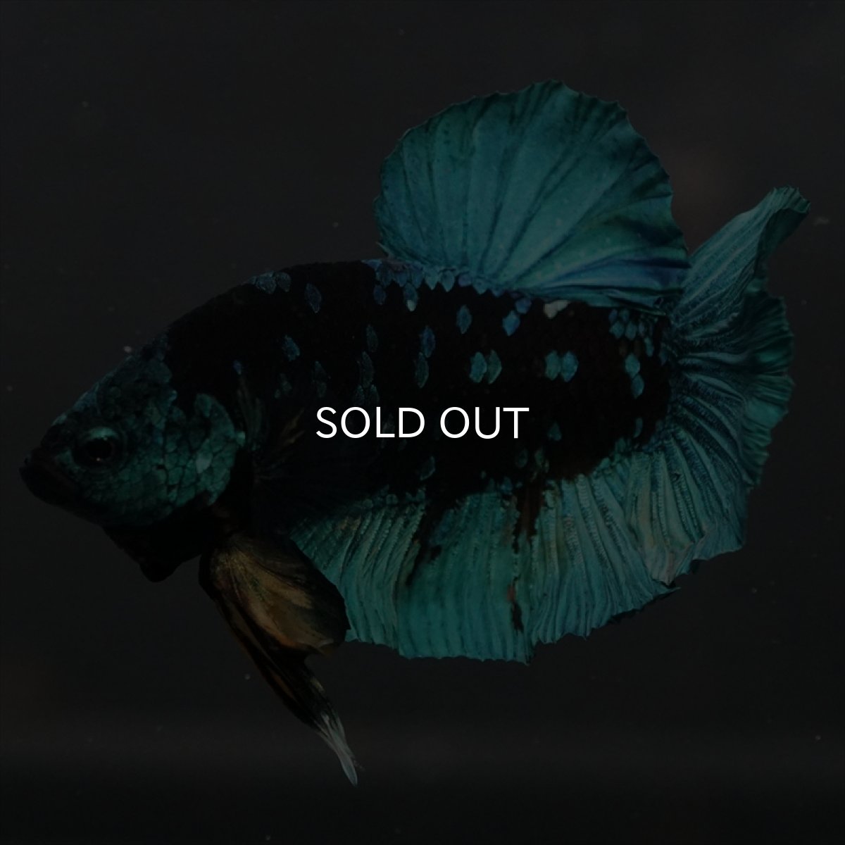 画像16: GHMPK　ブラックスター (16)