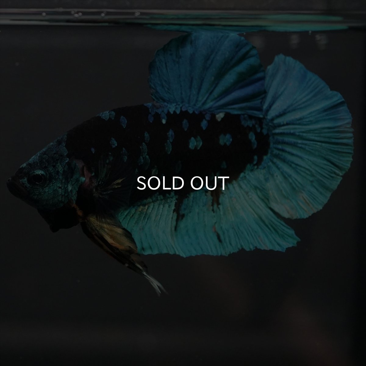 画像13: GHMPK　ブラックスター (13)