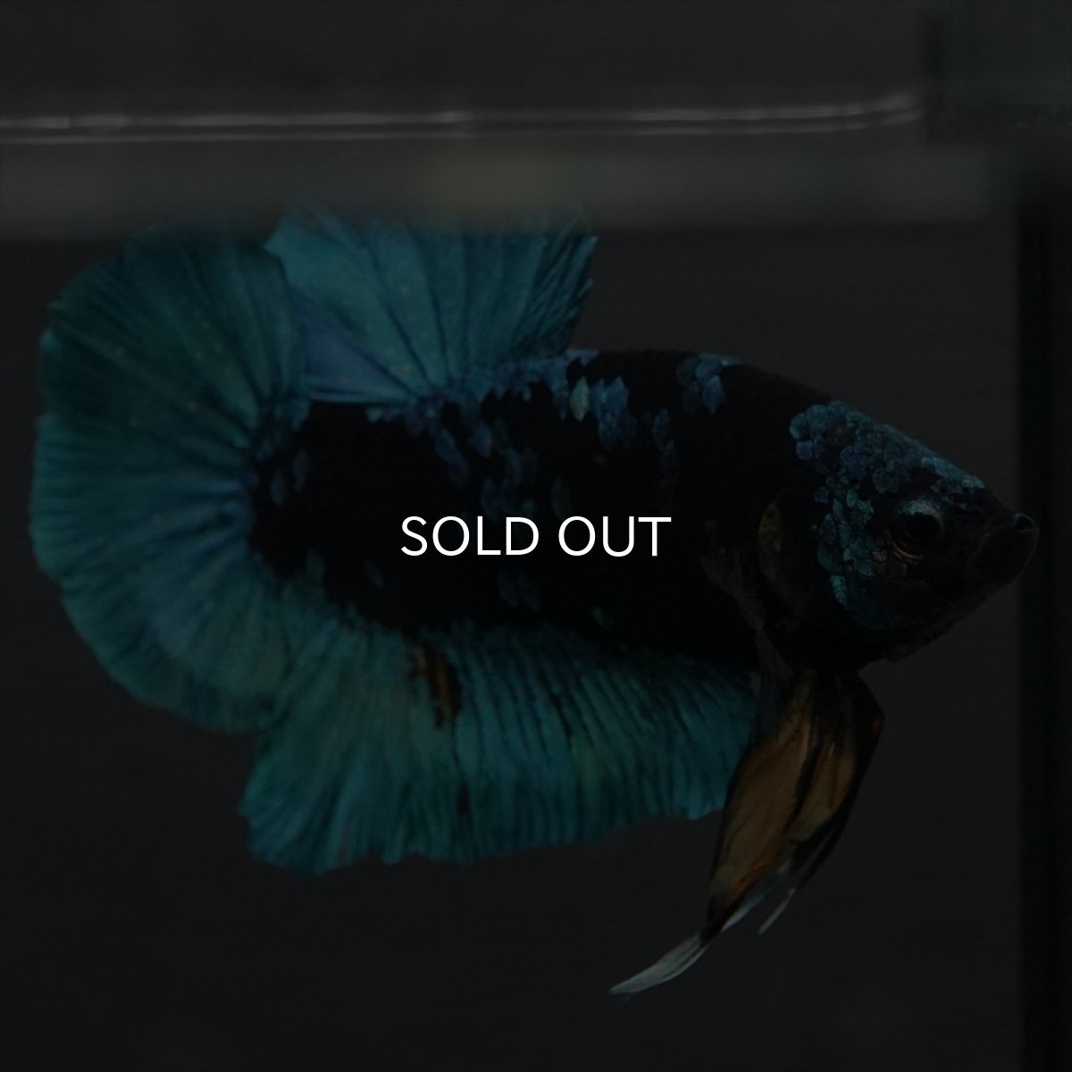 画像12: GHMPK　ブラックスター (12)