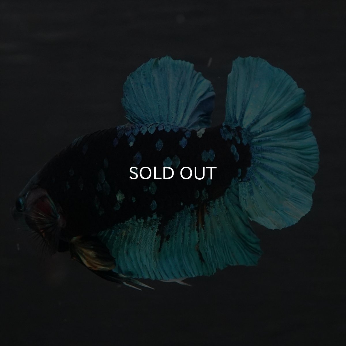 画像11: GHMPK　ブラックスター (11)