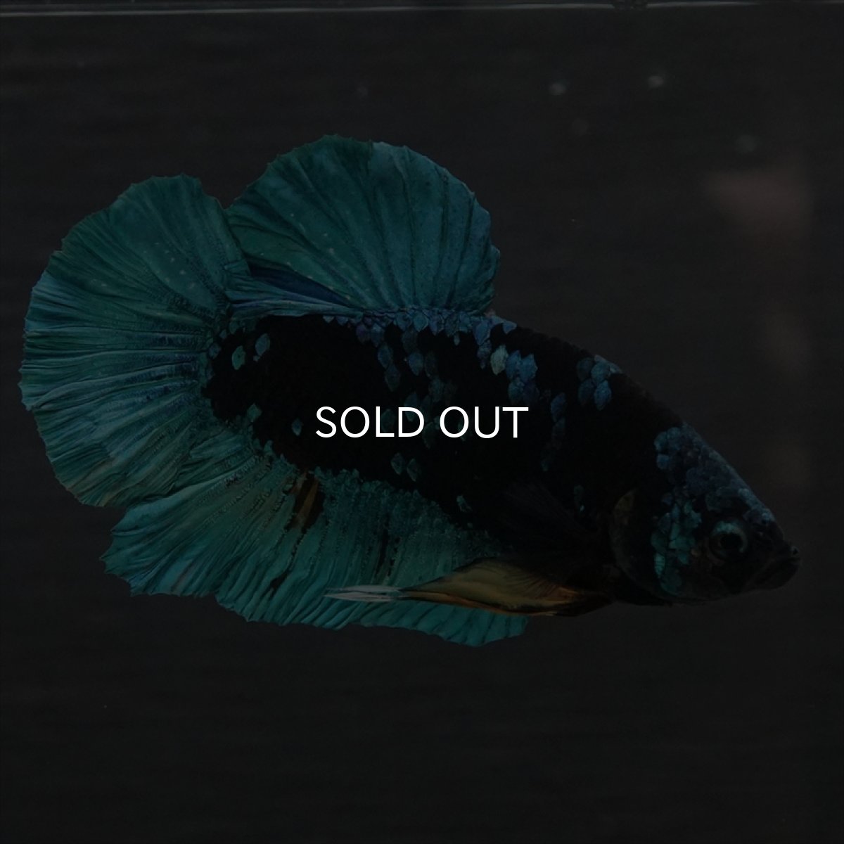 画像10: GHMPK　ブラックスター (10)