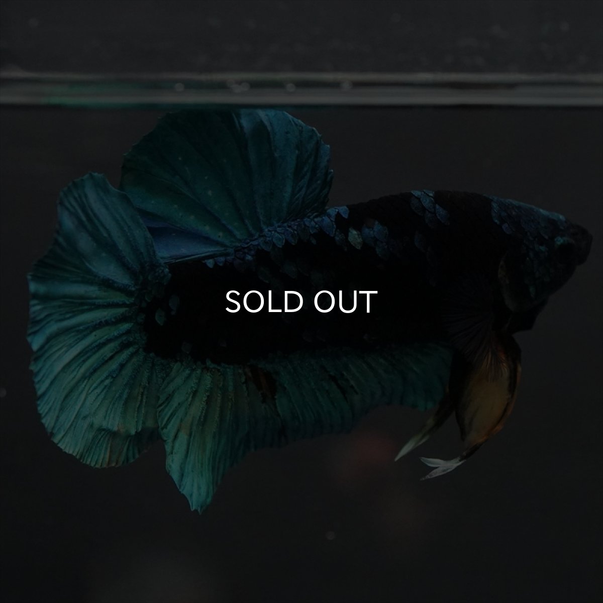 画像9: GHMPK　ブラックスター (9)