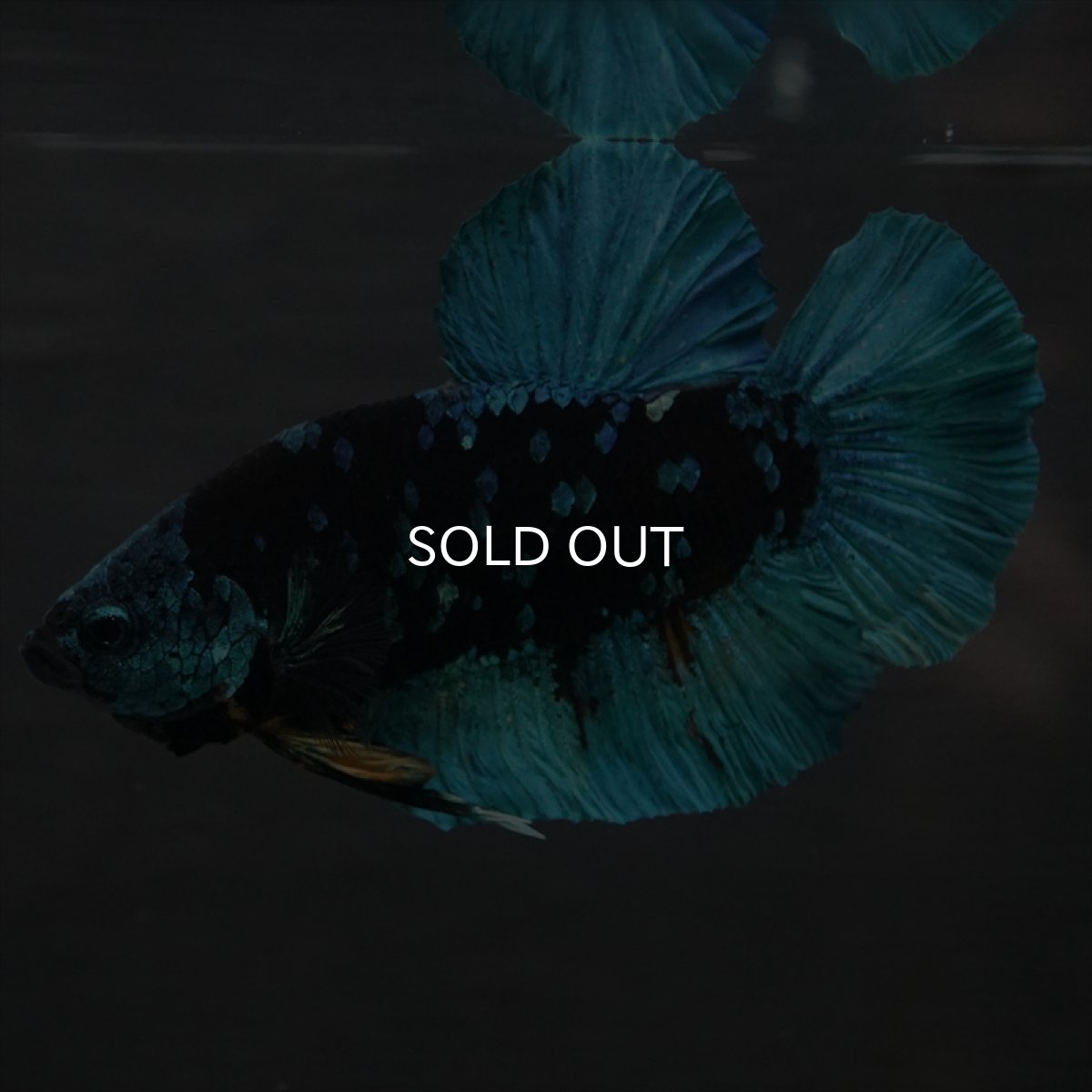 画像8: GHMPK　ブラックスター (8)