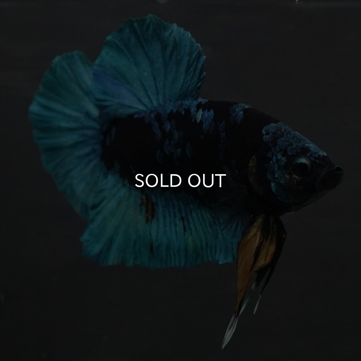 画像3: GHMPK　ブラックスター (3)