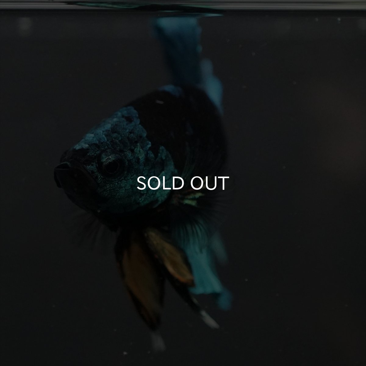 画像2: GHMPK　ブラックスター (2)